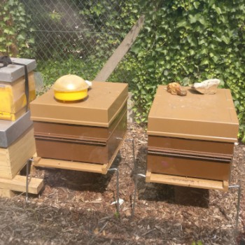 Jardin Partagé Felicie Hervieu - Association Ma Ville En Vert 92 - juin 2023 abeilles